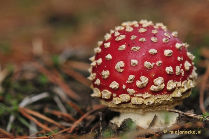 _DSC0109.JPG - Paddestoelen Leenderheide