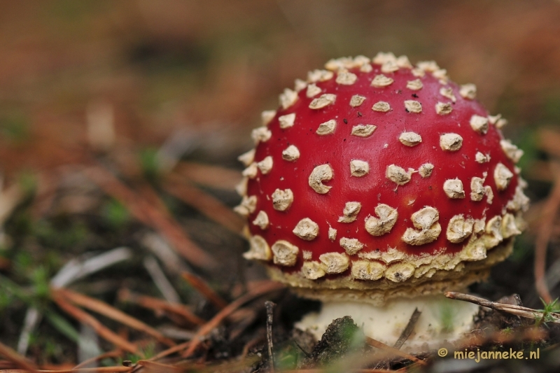 _DSC0109.JPG - Paddestoelen Leenderheide