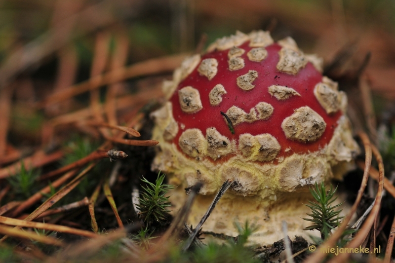 _DSC0116.JPG - Paddestoelen Leenderheide