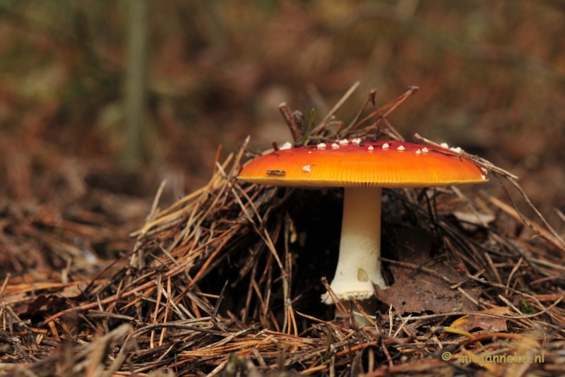 _DSC0128.JPG - Paddestoelen Leenderheide