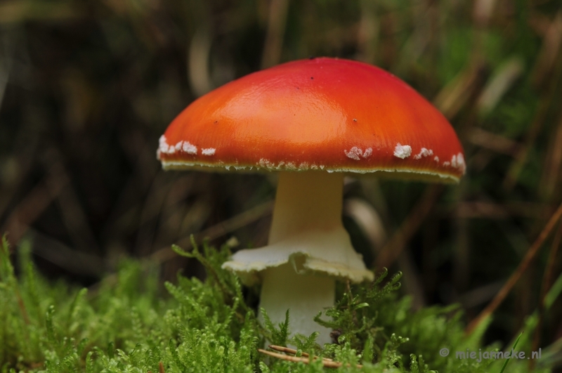 _DSC0137.JPG - Paddestoelen Leenderheide