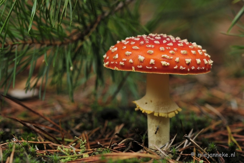 _DSC0142.JPG - Paddestoelen Leenderheide