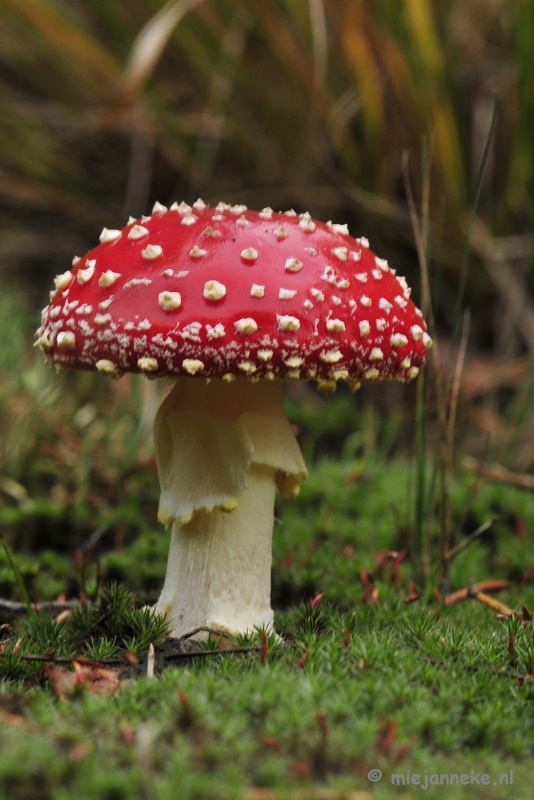 _DSC0155.JPG - Paddestoelen Leenderheide