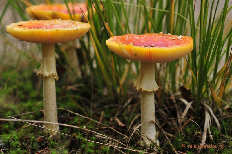 _DSC0167.JPG - Paddestoelen Leenderheide