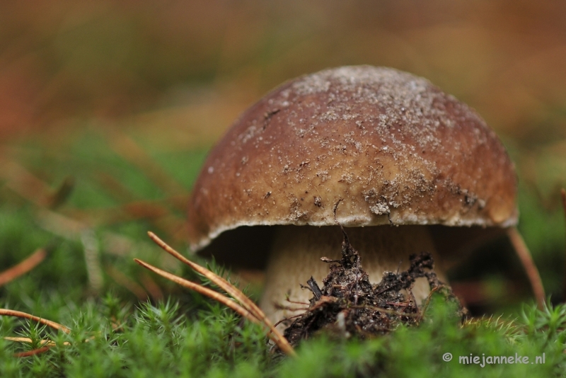 _DSC0171.JPG - Paddestoelen Leenderheide