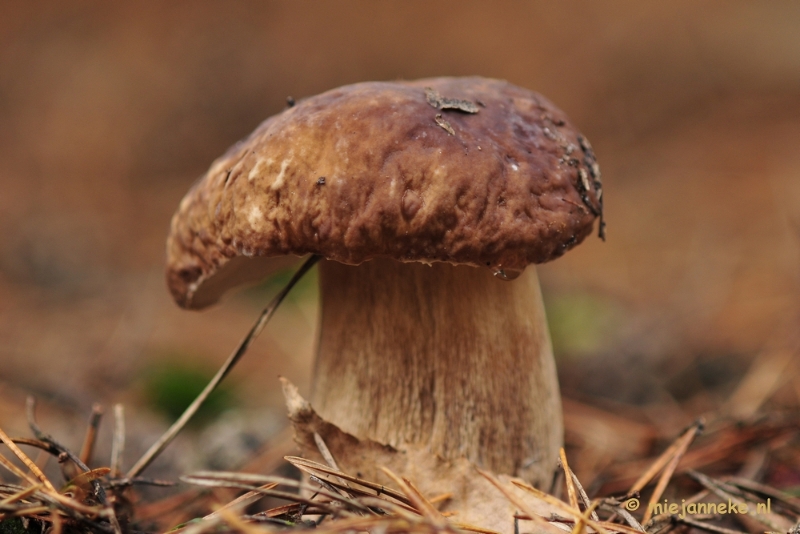 _DSC0198.JPG - Paddestoelen Leenderheide