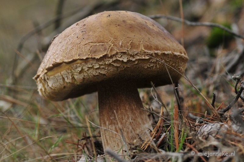 _DSC0219.JPG - Paddestoelen Leenderheide