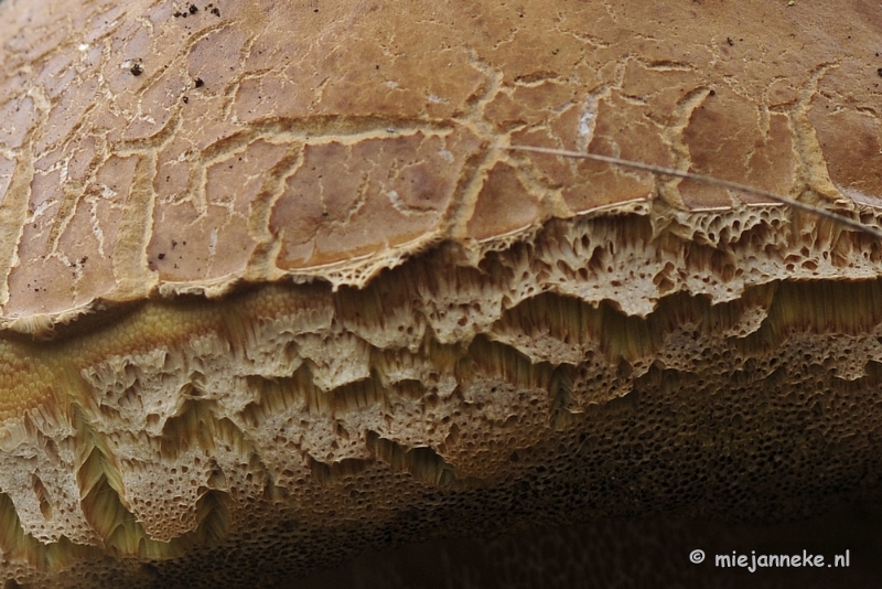 _DSC0224.JPG - Paddestoelen Leenderheide