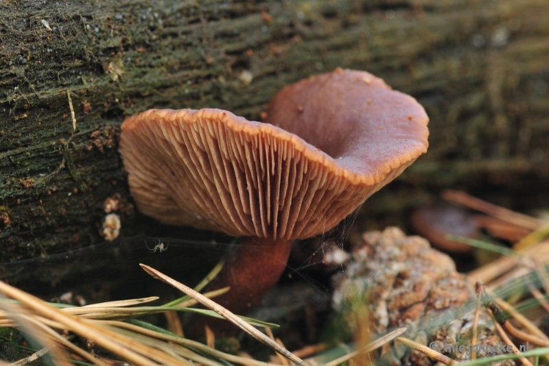 _DSC9943.JPG - Paddestoelen Leenderheide