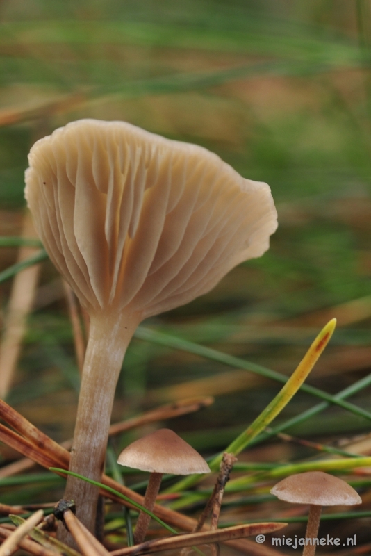 _DSC9966.JPG - Paddestoelen Leenderheide