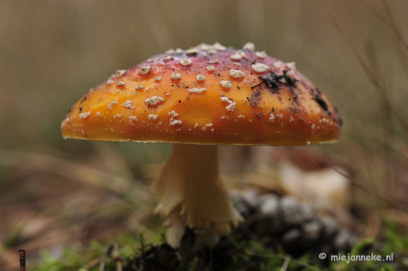 _DSC9998.JPG - Paddestoelen Leenderheide