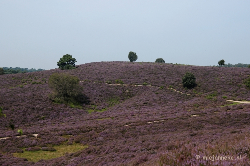 _DSC3001.JPG - Posbank Veluwe zoom