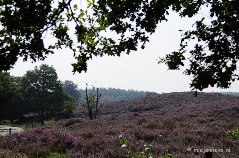 _DSC3004.JPG - Posbank Veluwe zoom