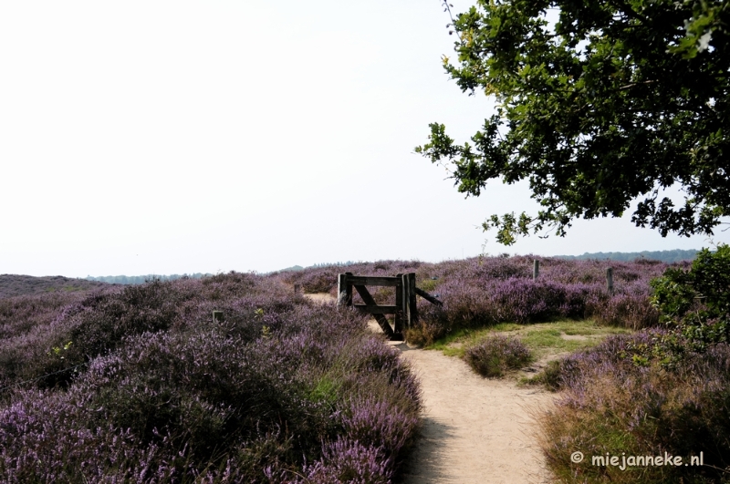 _DSC3011.JPG - Posbank Veluwe zoom