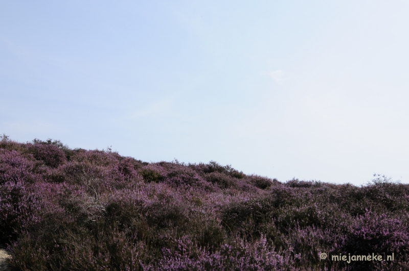 _DSC3017.JPG - Posbank Veluwe zoom