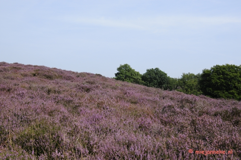 _DSC3019.JPG - Posbank Veluwe zoom