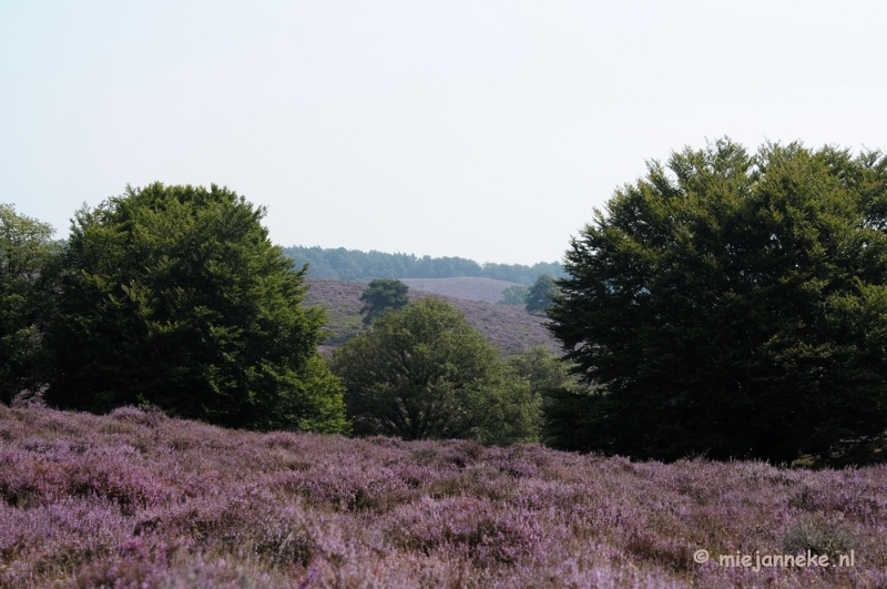 _DSC3020.JPG - Posbank Veluwe zoom