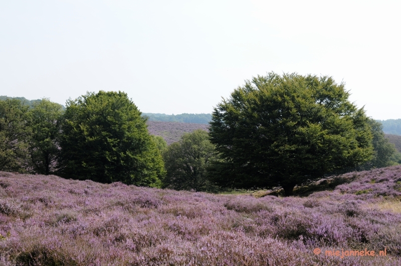 _DSC3024.JPG - Posbank Veluwe zoom