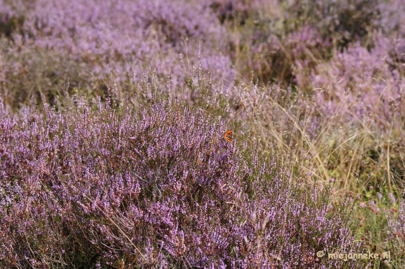 _DSC3031.JPG - Posbank Veluwe zoom