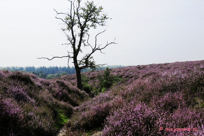 _DSC3043a.JPG - Posbank Veluwe zoom