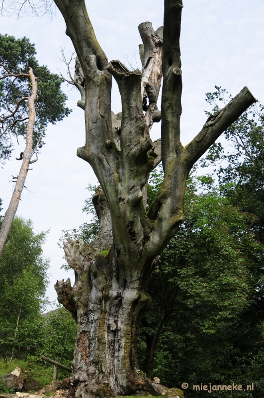 _DSC3114.JPG - Posbank Veluwe zoom