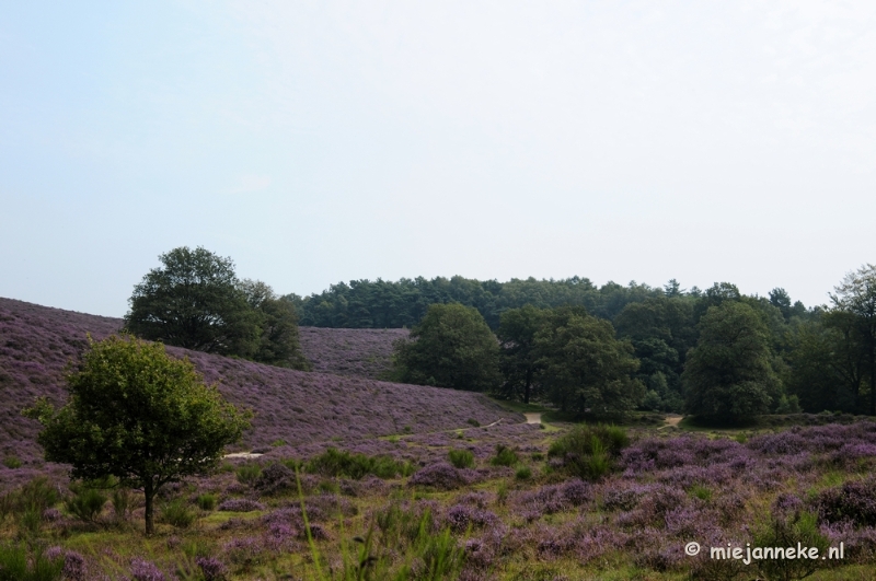 _DSC3138.JPG - Posbank Veluwe zoom