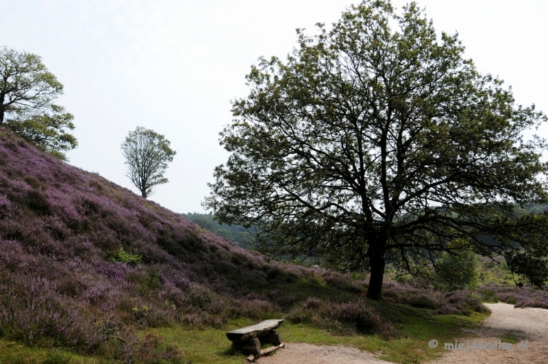 _DSC3148.JPG - Posbank Veluwe zoom