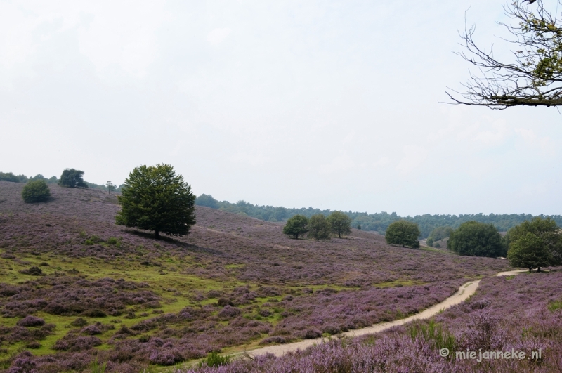 _DSC3150.JPG - Posbank Veluwe zoom