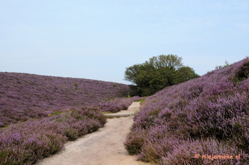 _DSC3151.JPG - Posbank Veluwe zoom