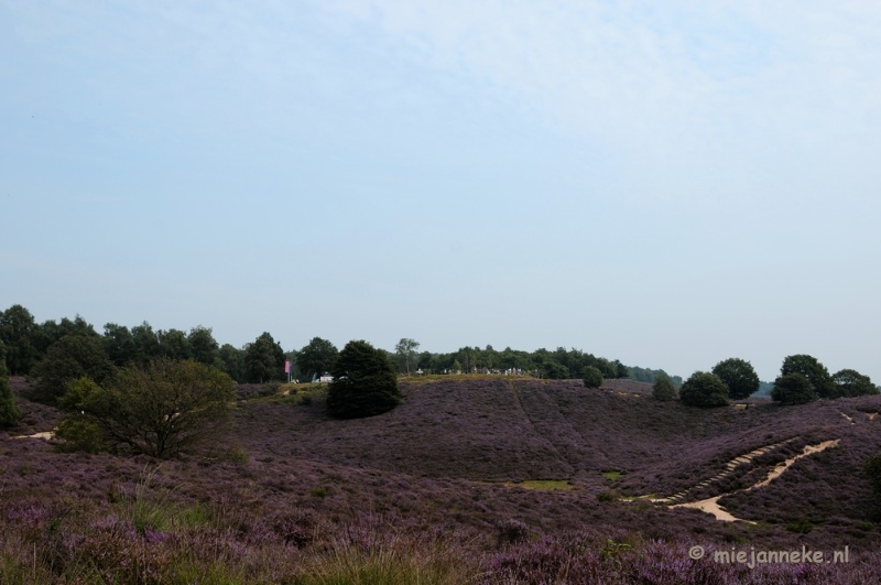 _DSC3170.JPG - Posbank Veluwe zoom