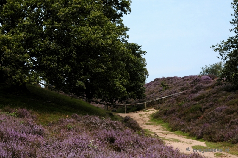 _DSC3171.JPG - Posbank Veluwe zoom