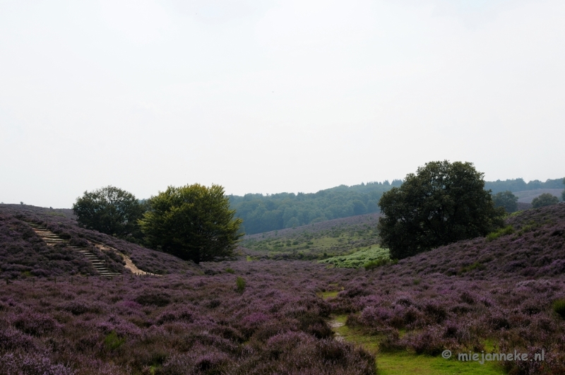 _DSC3175.JPG - Posbank Veluwe zoom