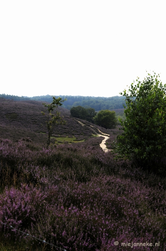 _DSC3187.JPG - Posbank Veluwe zoom