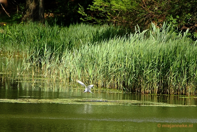 DSC_3110a.JPG - Visdiefje en de verkeerde lens