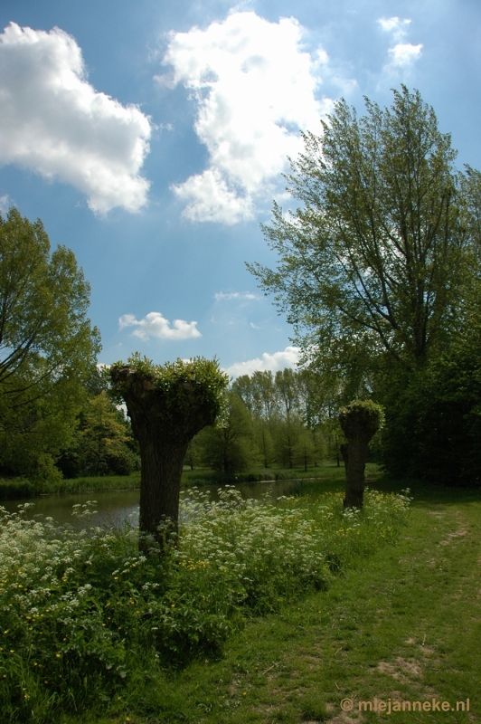 DSC_3146.JPG - Mooi lucht, pasgesnoeide wilgen