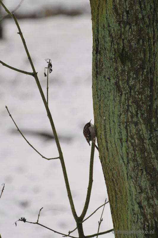 _DSC7108.JPG - Wildpark