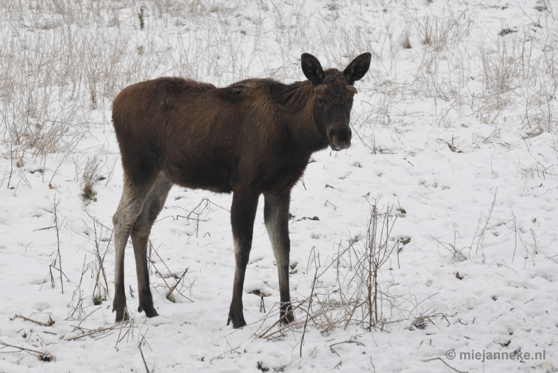 _DSC7150.JPG - Wildpark