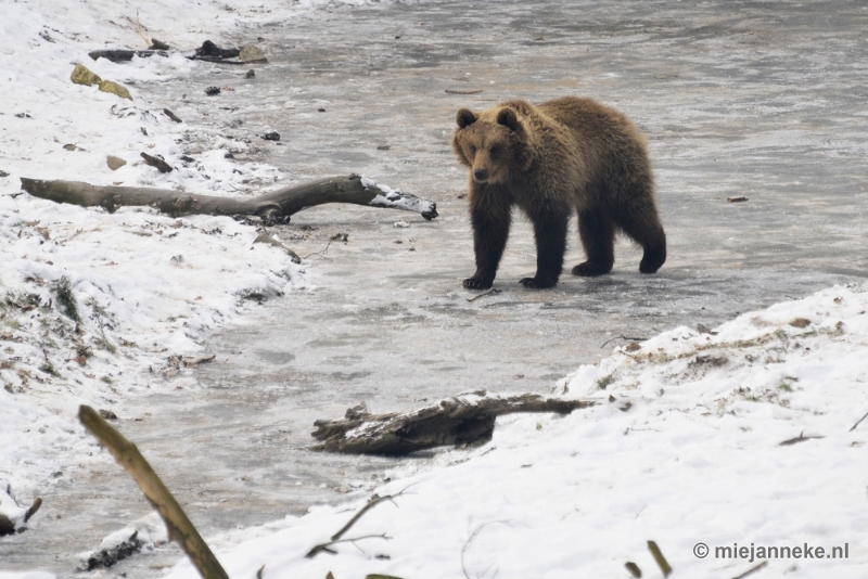 _DSC7272.JPG - Wildpark