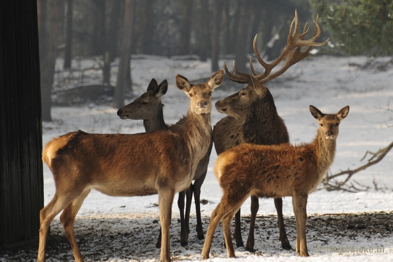 _DSC7359.JPG - Wildpark