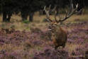 Brons op de Veluwe