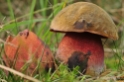 Paddestoelen