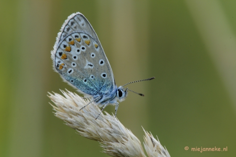 _DSC3928.JPG - Macro zoomdag Appelzak