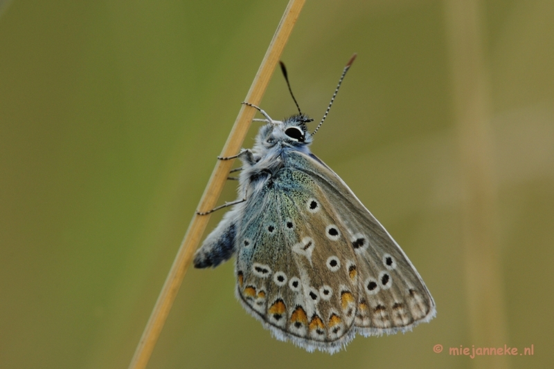_DSC4009.JPG - Macro zoomdag Appelzak