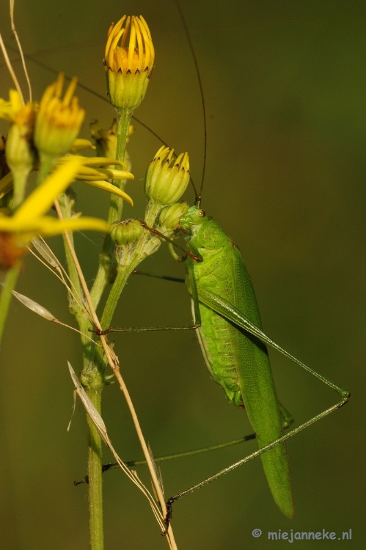 _DSC4049.JPG - Macro zoomdag Appelzak