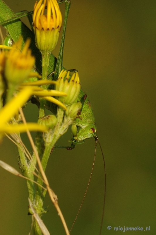 _DSC4051.JPG - Macro zoomdag Appelzak
