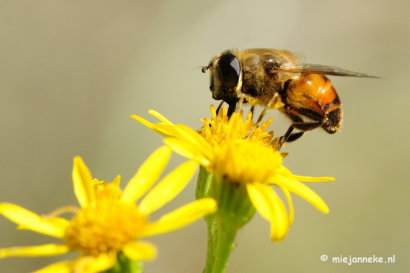 _DSC4448.JPG - Macro zoomdag Appelzak