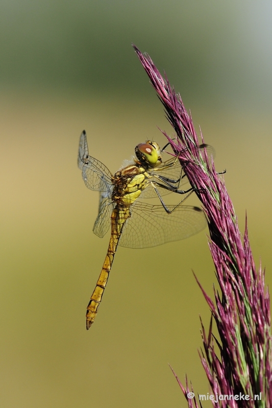 _DSC4471a.JPG - Macro zoomdag Appelzak
