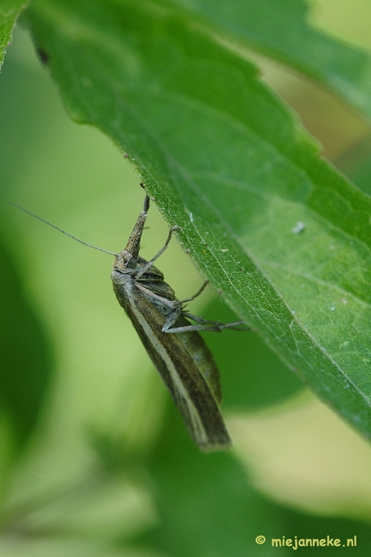 _DSC4677.JPG - Macro zoomdag Appelzak