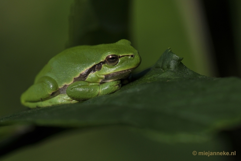 _DSC1527.JPG - Boomkikkertjes