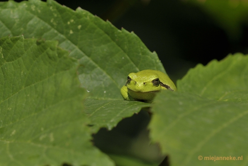 _DSC1555.JPG - Boomkikkertjes